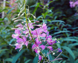 Kaip atrodo gaurometis?