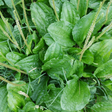 Gyslotis