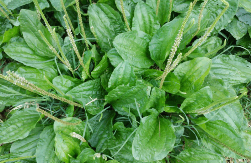 Gyslotis
