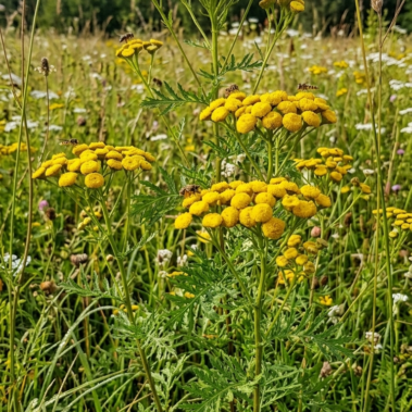KANAPŪKIS. Bitkrėslė. Bitkrėslių arbata