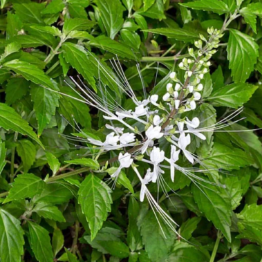 KANAPŪKIS Inkstažolė