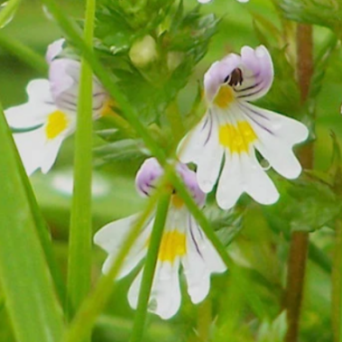 KANAPŪKIS Akišveitė