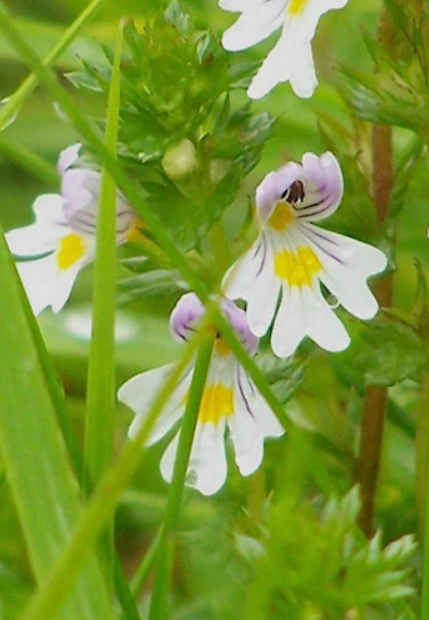 KANAPŪKIS Akišveitė